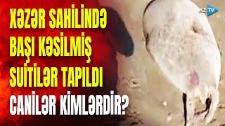 Novxanıda suitələrə qarşı amansız "terror": başları kəsilib - DƏHŞƏTLİ GÖRÜNTÜLƏR