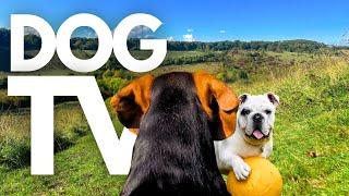 GoPro DogTV | 10hrs of Tranquil Virtual Dog Walks Through Relaxing Country Parks  Dog POV