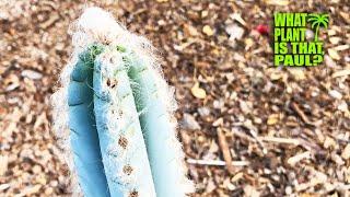 Pilosocereus Leucocephalus (Old Man Cactus) is Vibrant Blue and Grows White Hair