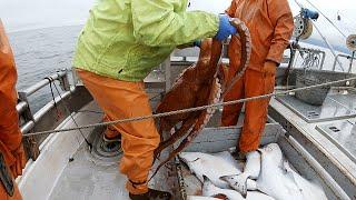 Big Halibut Haul - Longlining in the Gulf of Alaska - Commercial Halibut Fishing