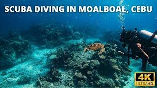 Diving in Moalboal Cebu, Philippines 4K