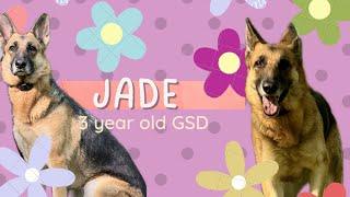 Jim Thorpe Dog Trainers ||| OLK9 Lehigh Valley ||| 3 Year old German Shepherd, Jade