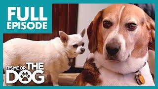 The Chunky Trio: Meet Britain's Fattest Dogs! | It's Me Or The Dog