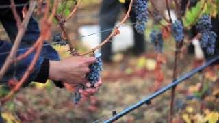 Stone Edge Farm Winery Owner Mac McQuown