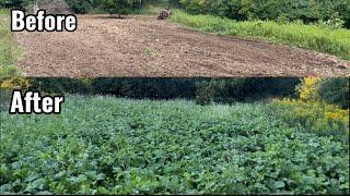 First Year Brand New Brassica Food Plot