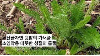 산골자연 텃밭의  가새풀 소염작용 따뜻한 성질의 톱풀