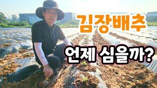 김장배추 심는시기?  뿌리 활착 빠르게 하려면! 황금배추