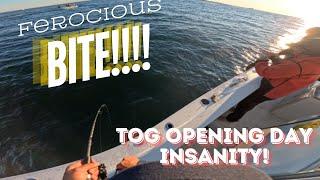 NY Blackfish Opening Day Insanity - Boat Limit in 1/2 Hour!