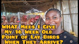 WHAT Meds I Give My 16 Week Old Point of Lay Birds When They Arrive? VLOGMAS Day 9