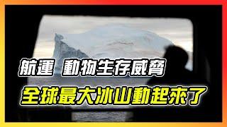 30多年首見！全球最大冰山移動了