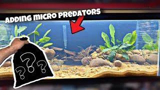 Stocking Nano Predator Aquarium (Feeding MASSIVE Predator Fish)