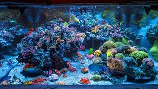 Carl's Majestic Aquarium Is Back - 2024 Update