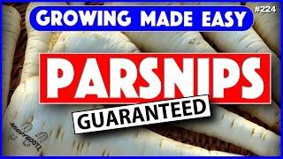 224  HOW TO GROW PARSNIPS  GROWING MADE EASY  STEP BY STEP GUIDE 