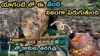 యాగంటి లో ఈ నంది నిజంగా పెరుగుతుంది|Full details about yaganti|Mystery of yaganti nandi