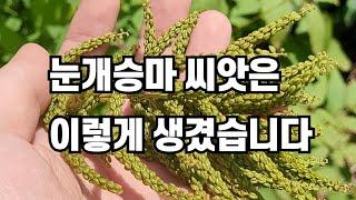 눈개승마 씨앗의 모습과 어떻게 채취하는지 알아볼게요