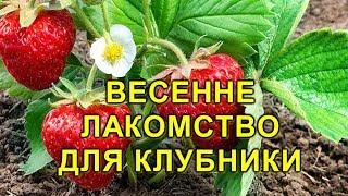 ВЕСЕННЕЕ ЛАКОМСТВО ДЛЯ КЛУБНИКИ! ПОДКОРМИТЕ ДЛЯ ХОРОШЕГО УРОЖАЯ!