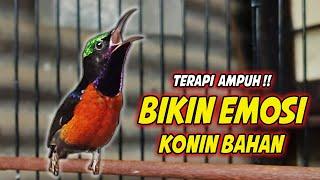 TERAPI KONIN AMPUH BIKIN GACOR !! COCOK BUAT PANCINGAN KOLIBRI NINJA BAHAN AGAR CEPAT EMOSI