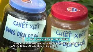 KY THUAT CHAM SOC VUON CAM GIAI DOAN CHIN SINH LY VA CAC BIEN PHAP GIUP TAI TAO MAM HOA