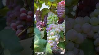 Grape #shorts #short #shortvideos #grape #garden #agriculture #agro #indoor #farming #farm #farmers