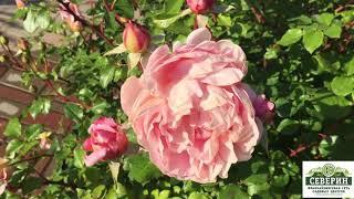 Анлийские розы: Абрахам Дерби. Бенджамин Бриттен.