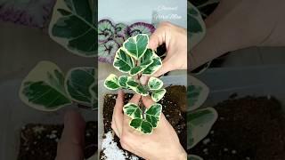 Скажем фикус