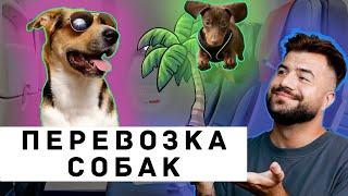 Перевозка собак в самолёте: все, что не расскажут на стойке регистрации