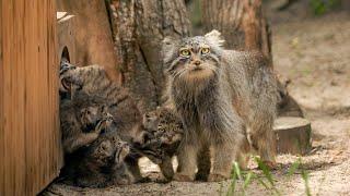 Seven kittens were born to Lolo the Pallas's cat in Novosibirsk zoo!