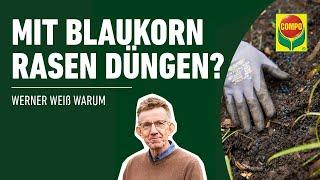 Rasen düngen - Eignet sich Blaukorn als Rasendünger? | COMPO