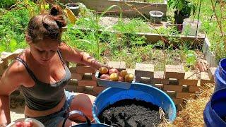 Planting Potatoes in Containers Late Season GC6