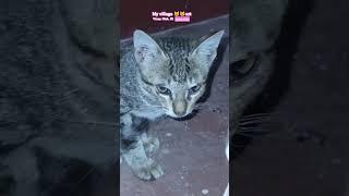 My village cat #catlover #cat #catshorts #cats #catvideos #catlovers #trending  #villagelife