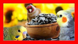 This is why  you should give sunflower seeds to your birds