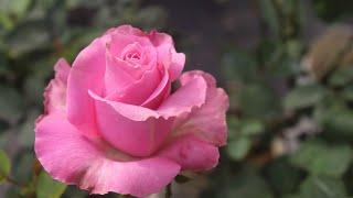 Upcoming new #highly fragrance rose name”GUDDU”