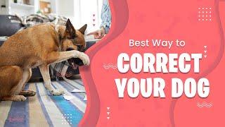 Correcting Your Dog's Behavior Properly | SolidK9Training