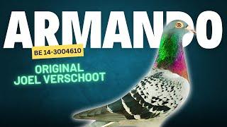 Armando: The Flying Legend | PIPA | joel verschoot