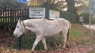 Brockenhurst New Forest Hampshire