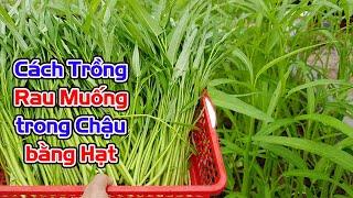 Cách trồng rau muống trong chậu bằng hạt