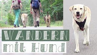 20km WANDERN mit Hund | Hunde Vlog | Alltag mit Hund