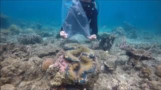 Palawan's True Giant Clam (Tridacna gigas) spawning - Philippines