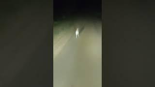 The Hare Who Could! Заяц, который смог! #humor #animals #like #youtubeshorts #trending #win #wow