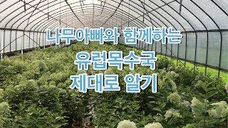 얼굴만한 꽃이 피는 스카이폴 목수국 하우스/Daelim Nursery(Hydrangea Paniculata,sky fall)