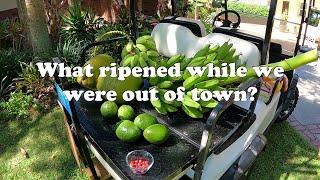 Florida Food Forest Tropical Fruit Harvest