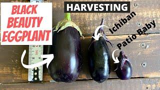 Eggplant: Black Beauty Eggplant Harvesting and Comparison to Other Eggplant