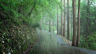 Nice Walk Along a Rainy Forest Path, Rain Sounds - White Noise in the Deep Forest for Meditation