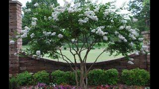 How to grow Beautiful Crape Myrtles/Garden Style nw