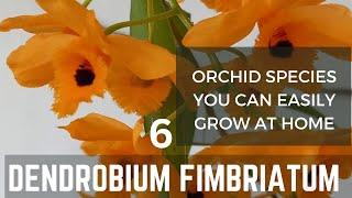 How to care for dendrobium orchid - Dendrobium fimbriatum #orchid #dendrobium #orchidcare