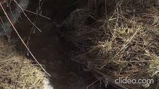 Места отдыха бродячих роёв.
