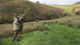 Fasanenjagd in Wales