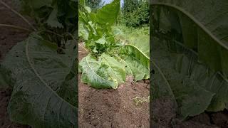ХОЧЕШЬ Я ПОКАЖУ ТЕБЕ СВОЙ ХРЕН | как растёт хрен #shorts  #огород  #красноуральск