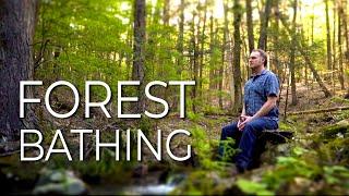 Forest Bathing | A Simple Yet Powerful Nature Meditation