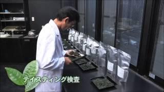 抹茶のできるまで